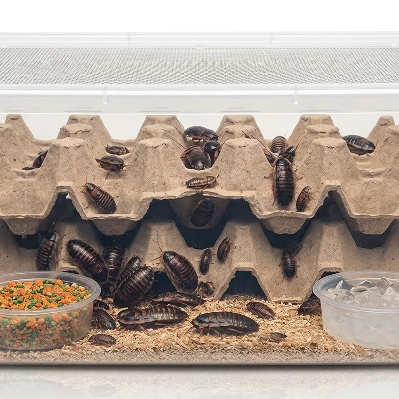 Gut-Loaded Dubia Roach Colony Starter