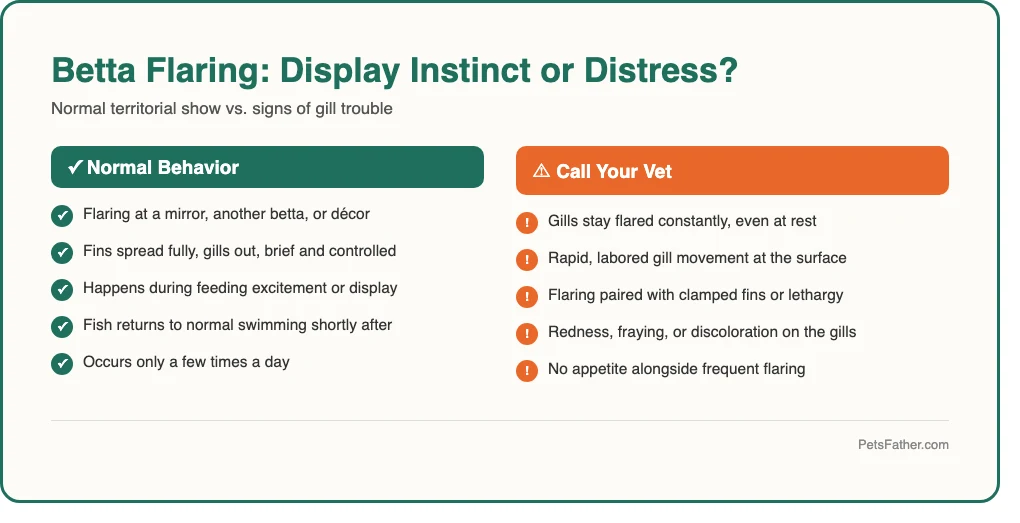 Checklist infographic explaining betta fish flaring triggers and signs of overstressed flaring