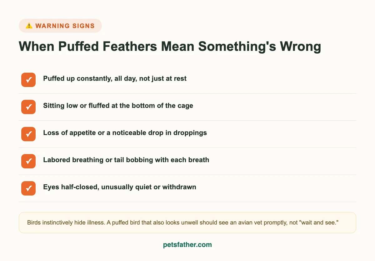 Checklist infographic of warning signs that mean a puffed-up bird needs a vet visit