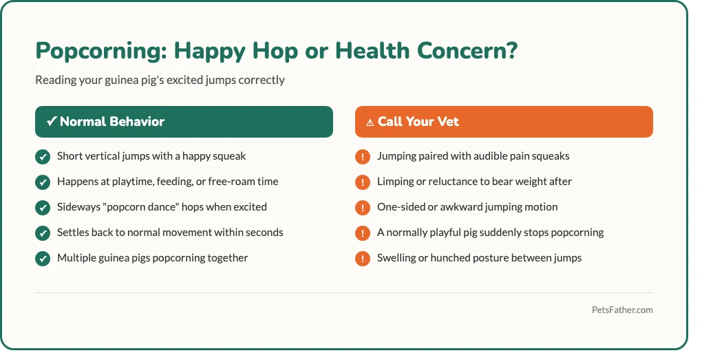 Checklist infographic explaining guinea pig popcorning triggers and signs of a happy, healthy guinea pig