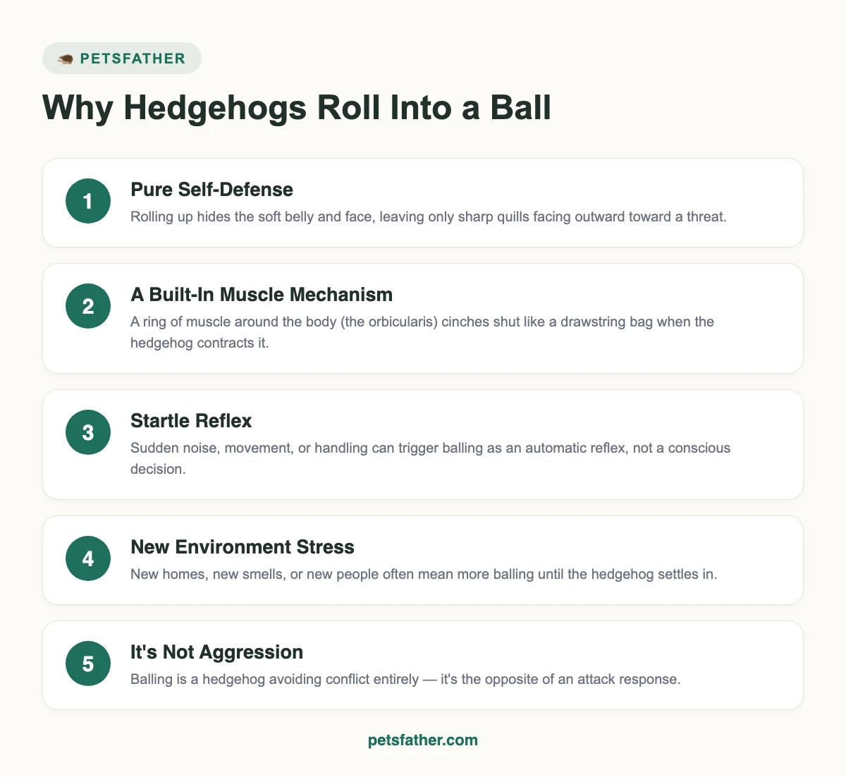 Infographic explaining 5 reasons hedgehogs roll into a ball, including self-defense, muscle mechanism, startle reflex, and new environment stress