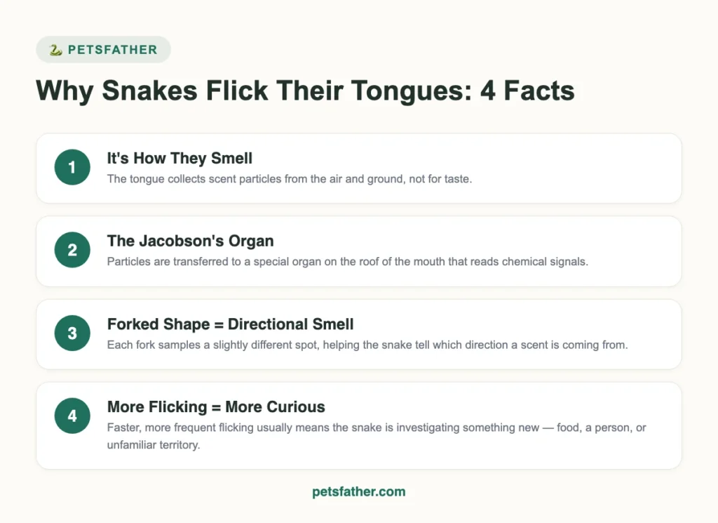 Infographic explaining 4 facts about why snakes flick their tongues
